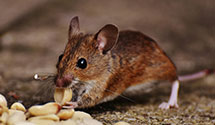 24 Hour & Emergency Exterminators in Fearnot, PA